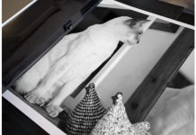 CMA Introduces Perfect Photo Papers