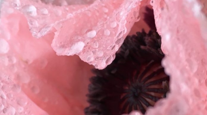 Poppy_Water_Drops-900x500 Monadnock Paper Mills partners with HS Manufacturing Group.