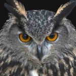 owl-for-black-magic-and-bad-luck