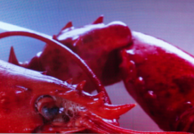 Power Africa Announces LED Screens