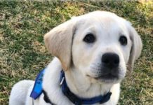 Signarama Group Celebrates 20th Anniversary With Guide Dog Sponsorship