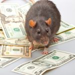 rats