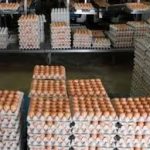 chicken-eggs
