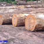 Exotic-Woods-Of-The-World-–-A-Best-Company