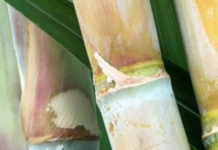Neschen’s New Book Protection Film Made From Bio-Based Sugar Cane Components Neschen Expands With Book Protection Film