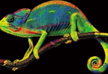 Kodak Launches New Ink System For Direct To Film Printing Projects Kodak Launches New Ink System For DTF Printing Projects