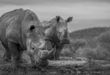 Rexx Supporting Project Rhino At The Graphics, Print And Sign Expo Rexx Supporting Project Rhino At The Graphics, Print And Sign Expo